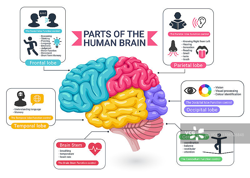 人脑功能区结构图图片素材