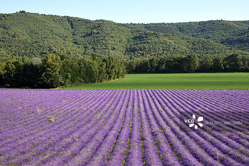 普罗旺斯薰衣草田与森林图片素材