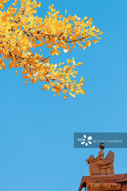 秋天北京故宫博物院里的金色银杏叶图片素材