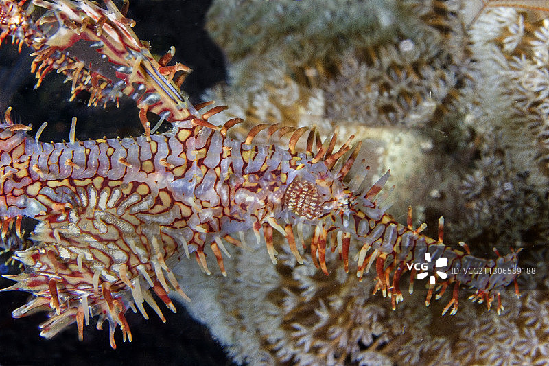 华丽海龙鱼特写图片素材