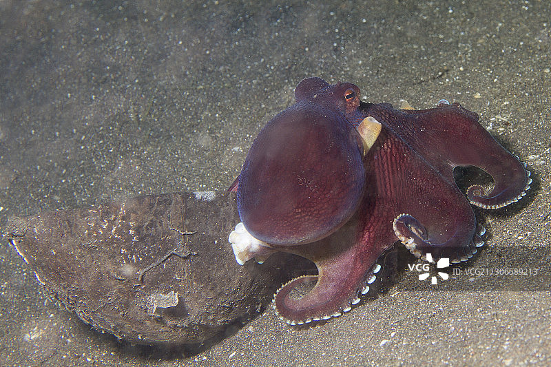 椰子章鱼用椰子壳做盔甲图片素材