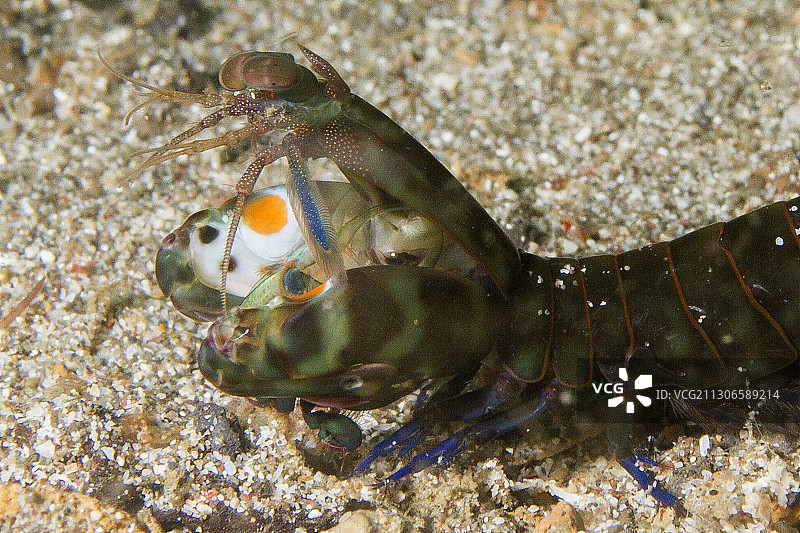 光滑的雄性虾蛄特写图片素材