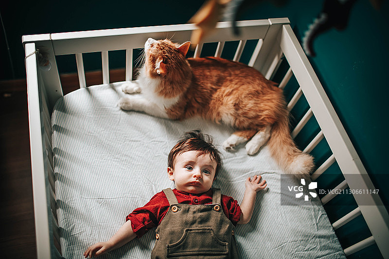 俯视：巴西米纳斯吉拉斯州贝洛奥里藏特，婴儿和猫咪躺在床上图片素材
