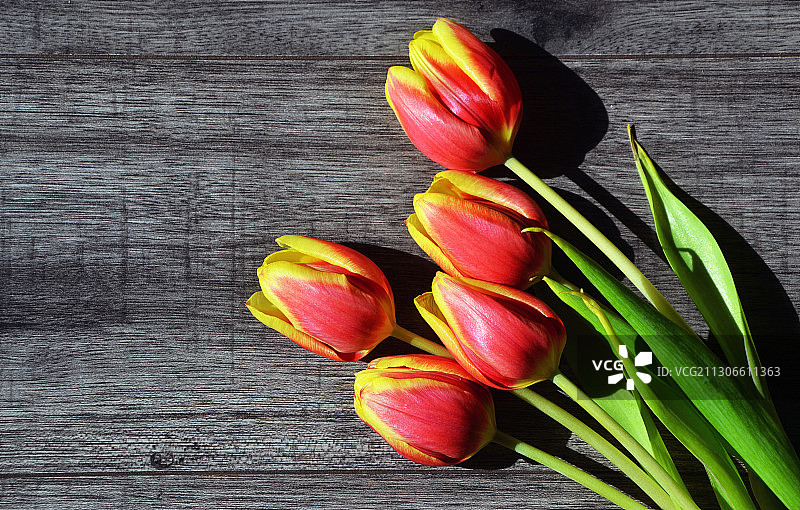 桌上郁金香的俯视图图片素材