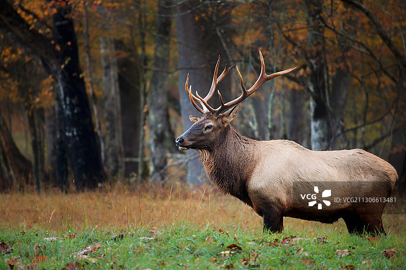 雄性麋鹿草地站立侧面图片素材