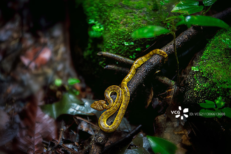 印度喀拉拉邦，树干上的蝰蛇特写图片素材
