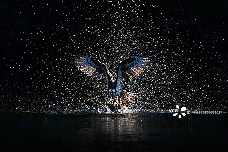 鹗在水中捕鱼的特写图片素材