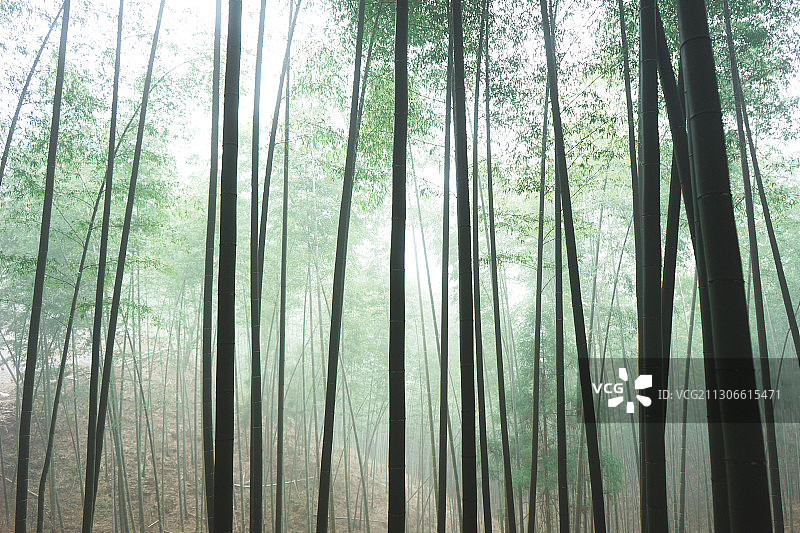 竹子 竹林 竹海 毛竹图片素材