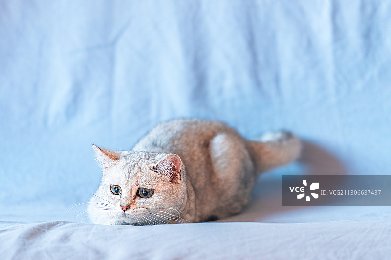 一只银渐层白色英短宠物猫浅蓝色背景棚拍图片素材
