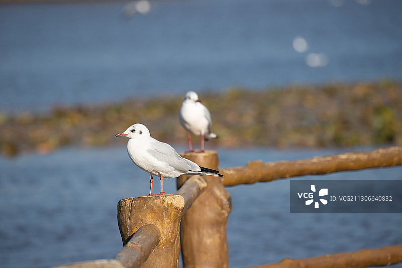 西昌-邛海-湿地-水鸟-刺桐图片素材