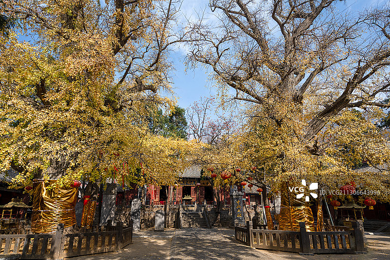 中国河南郑州登封大法王寺内的两棵千年银杏图片素材