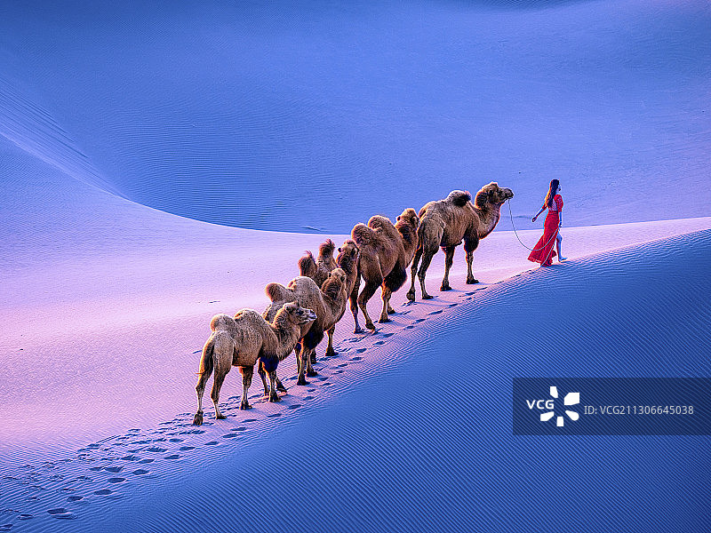 沙海驼铃图片素材