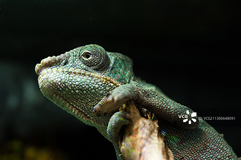 七彩变色龙  Furcifer Pardalis图片素材