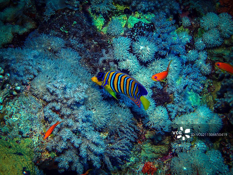 红海宝宝图片素材