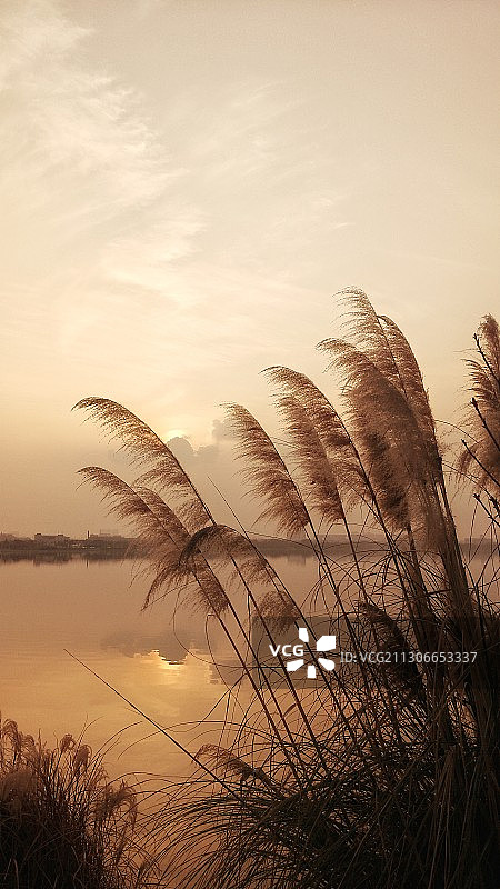 秋芦苇图片素材