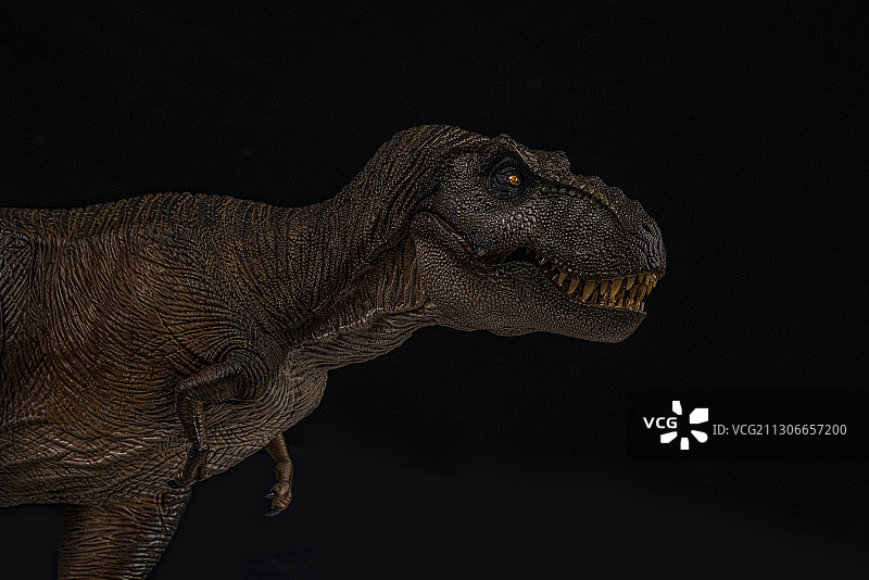 暴龙模型图片素材
