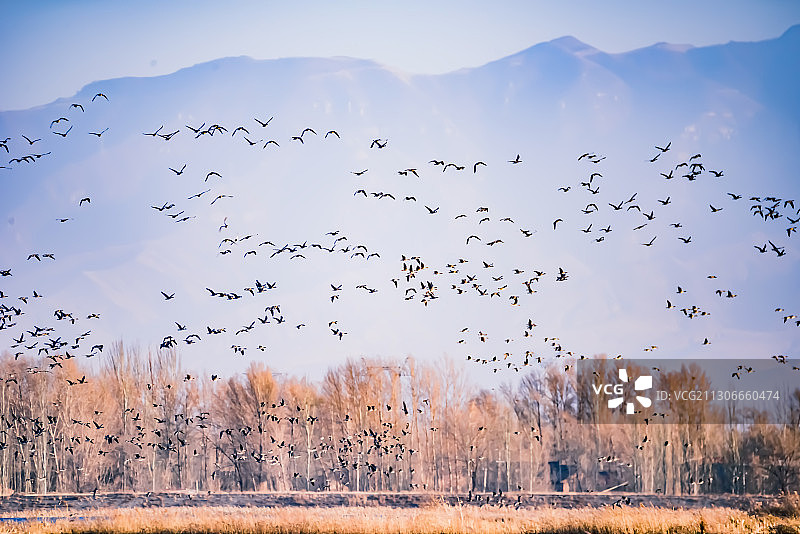 群雁翻飞图片素材