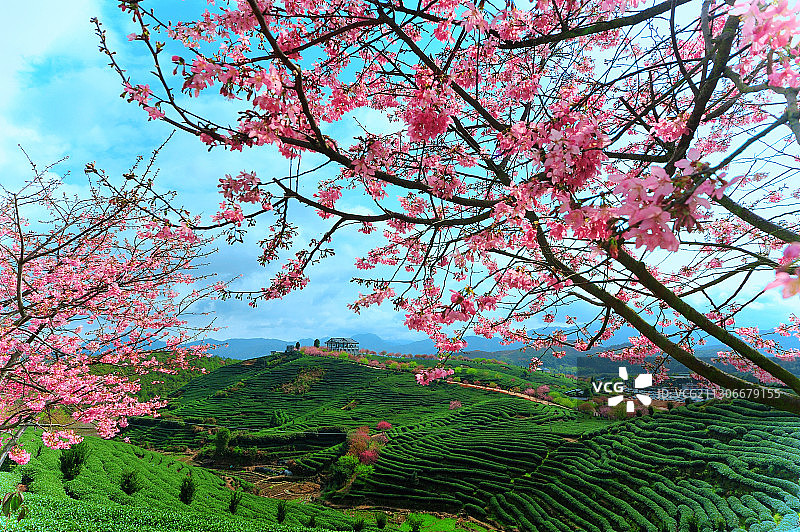 茶山樱花园 福建漳平永福图片素材