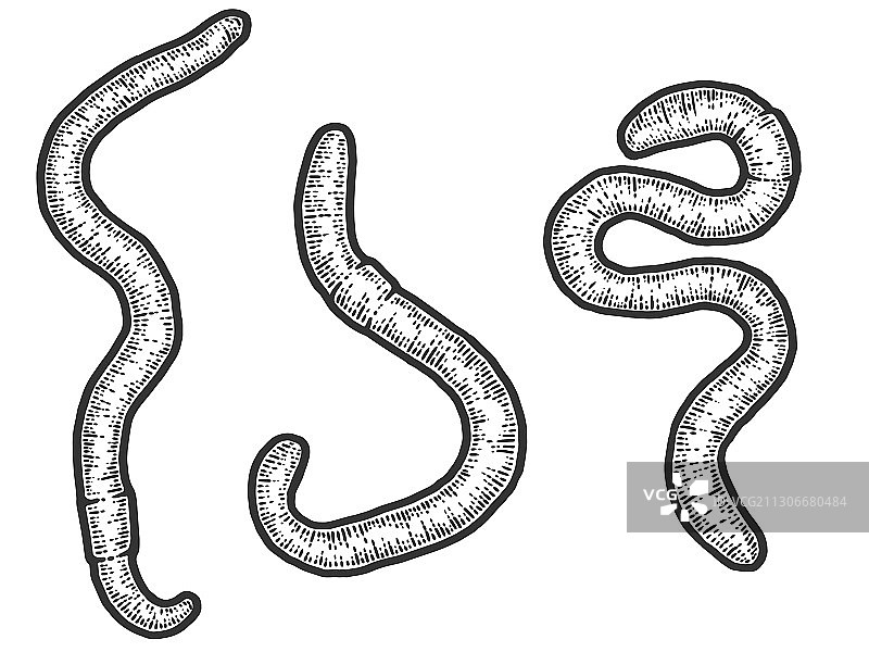 三组蚯蚓素描图片素材