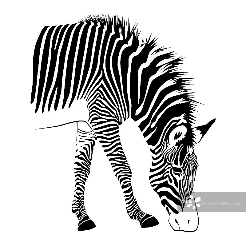 白色背景上的斑马图片素材
