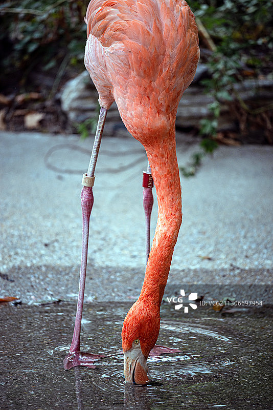 一只火烈鸟在喝水图片素材