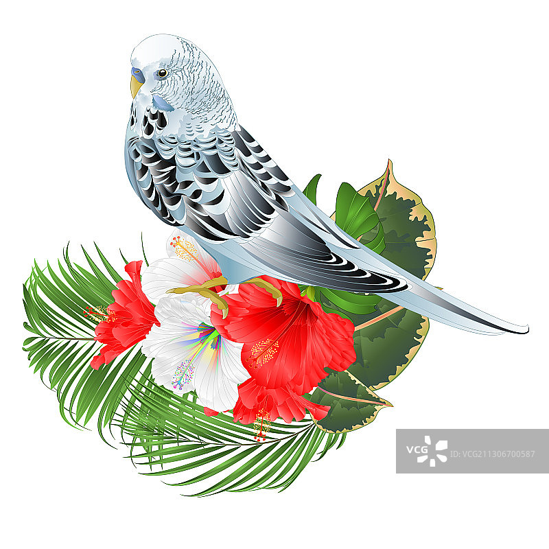 蓝色鹦鹉、芙蓉花和棕榈树图片素材