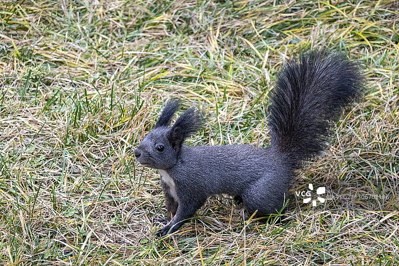 北京天坛内的松鼠图片素材