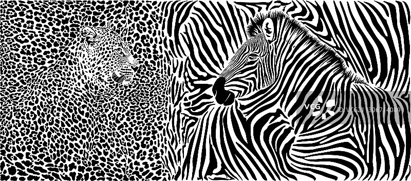 斑马和豹子图案及头部图片素材