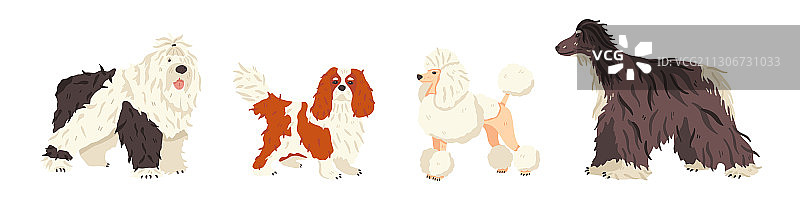 古代英国牧羊犬和骑士查理王小猎犬图片素材