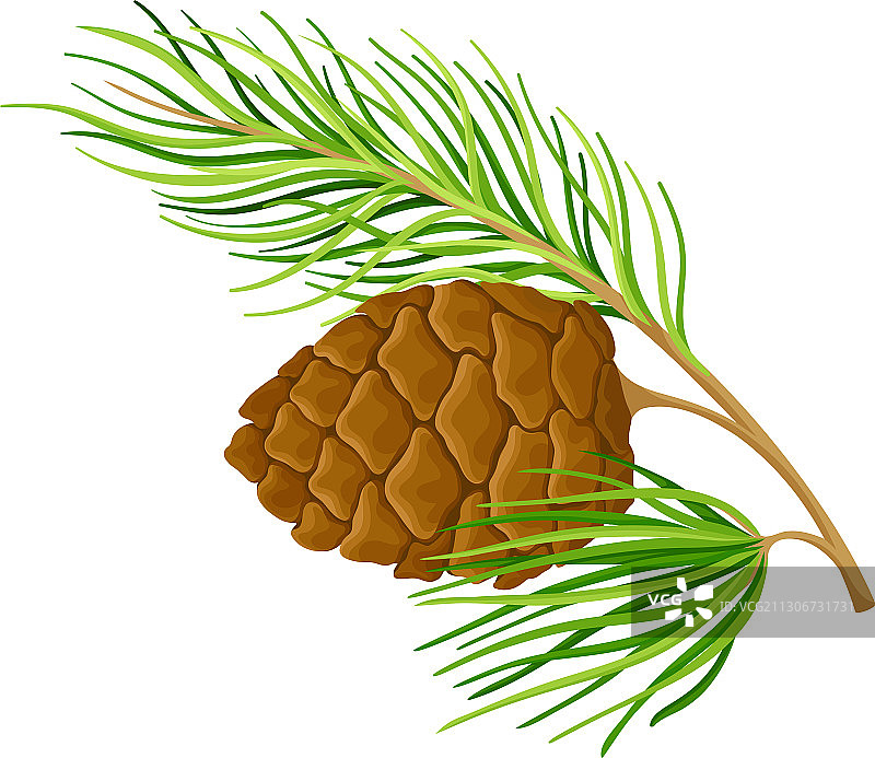 带针状叶子的绿色雪松枝图片素材