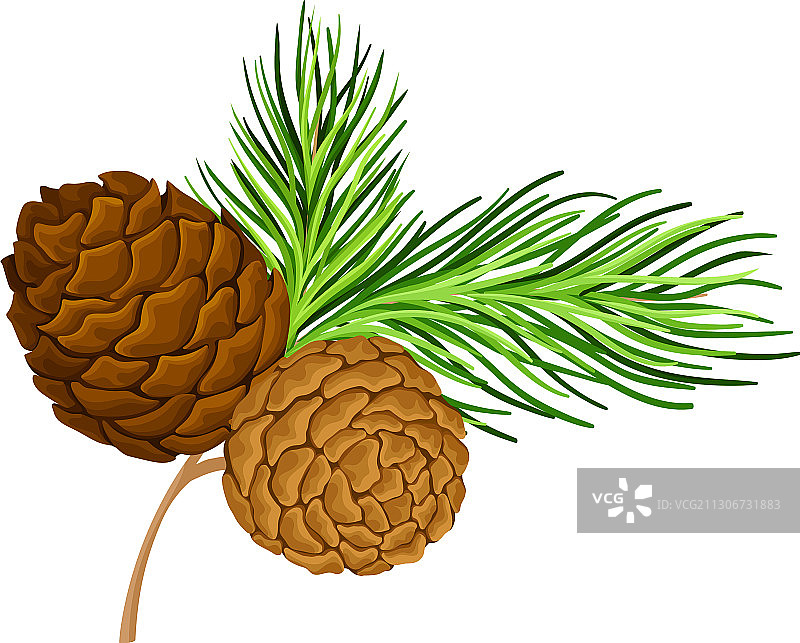 带针状叶子的绿色雪松枝图片素材