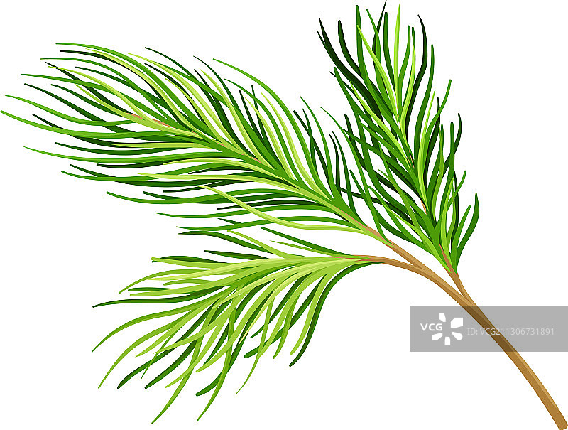 常绿针叶雪松枝图片素材