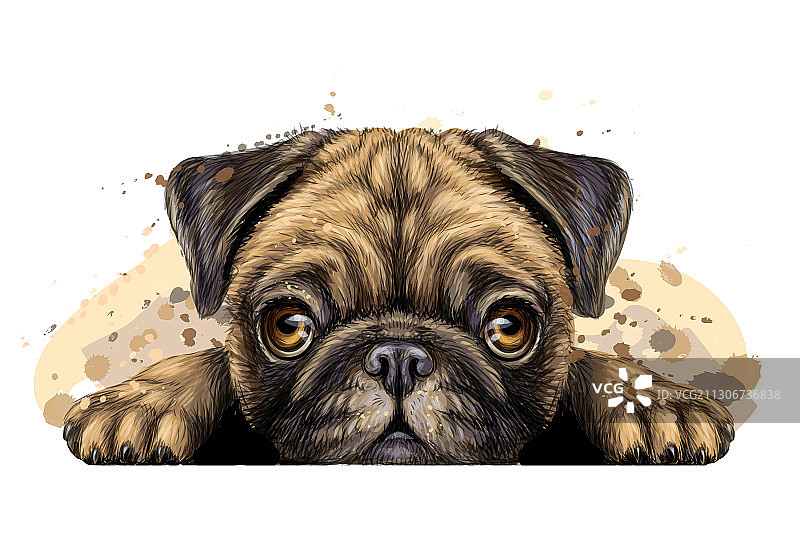 墙上的巴哥犬贴纸图片素材