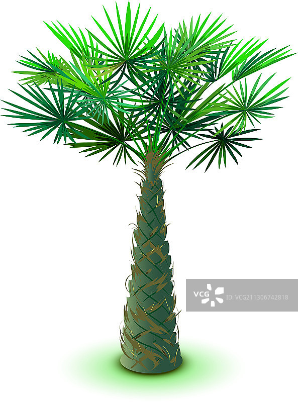 白色背景上孤立的大海枣树图片素材