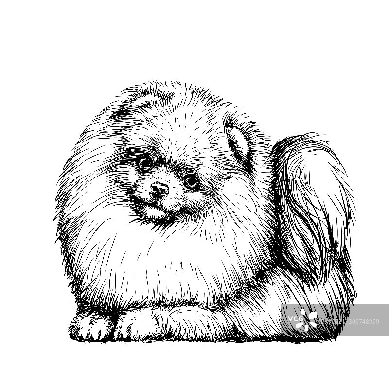 小型德国狐狸犬博美犬图片素材
