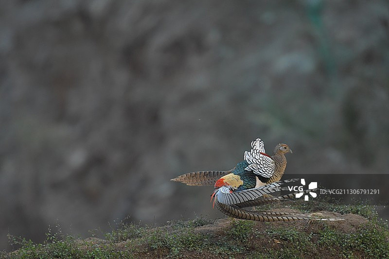 白腹锦鸡图片素材