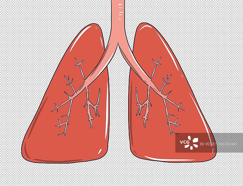 元素：手绘肺部图片素材