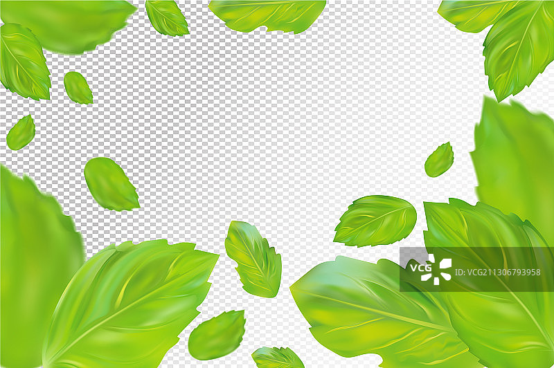 薄荷叶背景上的绿色薄荷图片素材