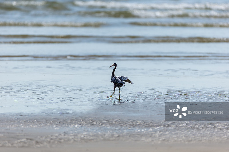 生活于热带和亚热带海洋，栖息在多岩礁海岛和海岸岩石上的岩鹭鸟图片素材