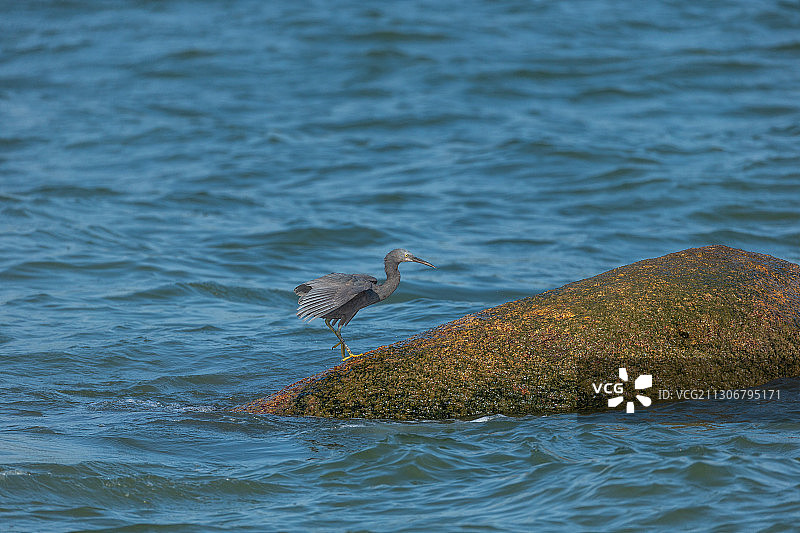 生活于热带和亚热带海洋，栖息在多岩礁海岛和海岸岩石上的岩鹭鸟图片素材