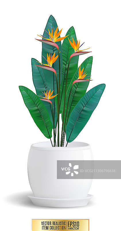 白色背景上的花盆装饰花图片素材