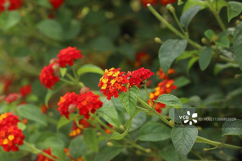 马缨丹图片素材