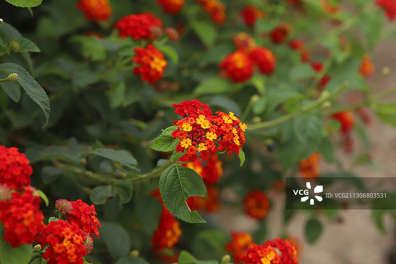 马缨丹图片素材