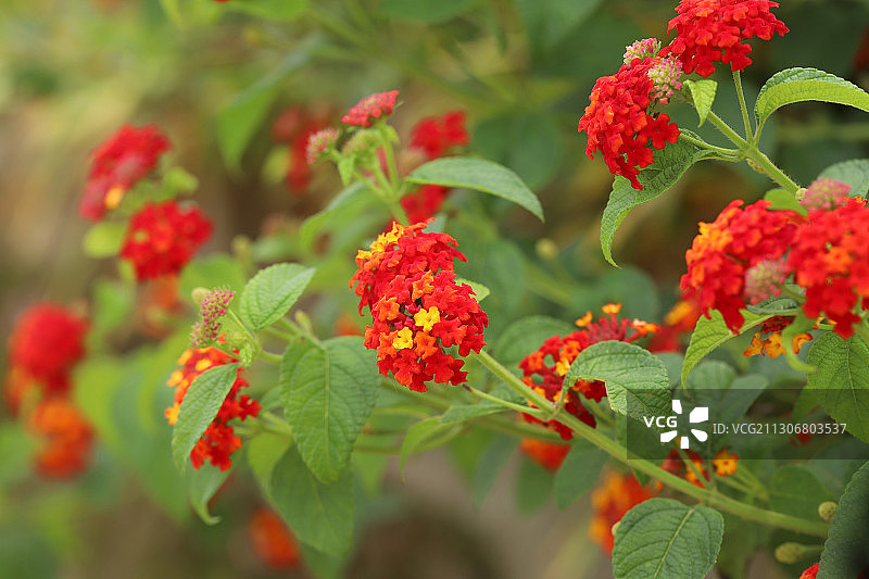 马缨丹图片素材