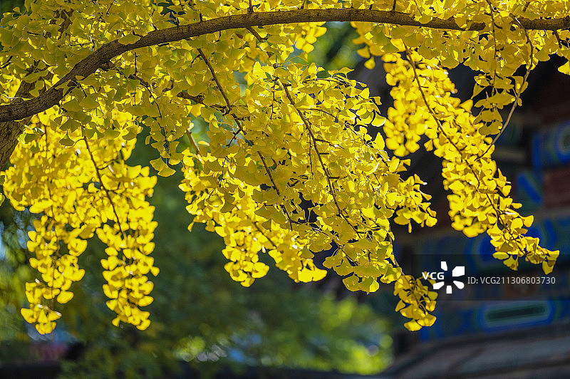 茂密的银杏图片素材
