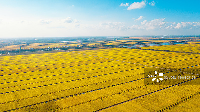 上海崇明岛秋天万亩粮田丰收时刻图片素材