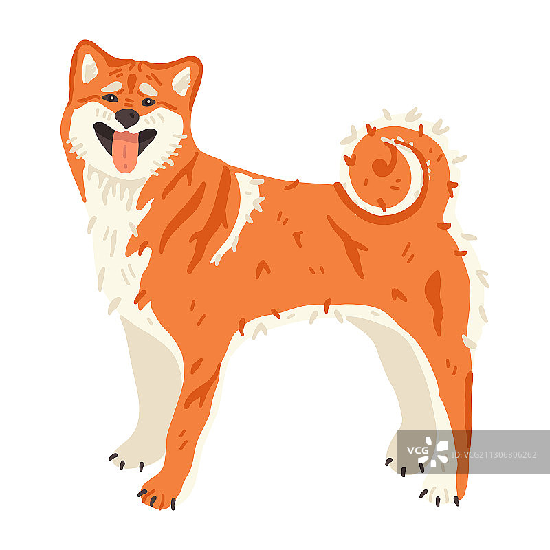 日本柴犬或秋田犬狩猎图片素材