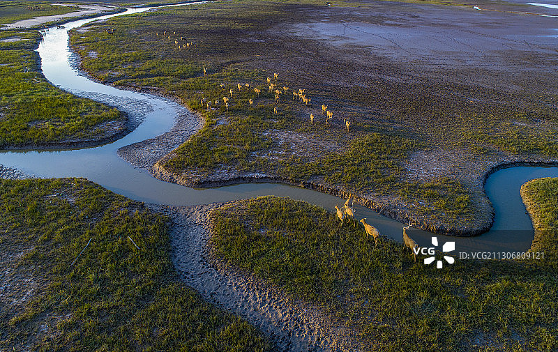 江苏省大丰麋鹿国家级自然保护区图片素材