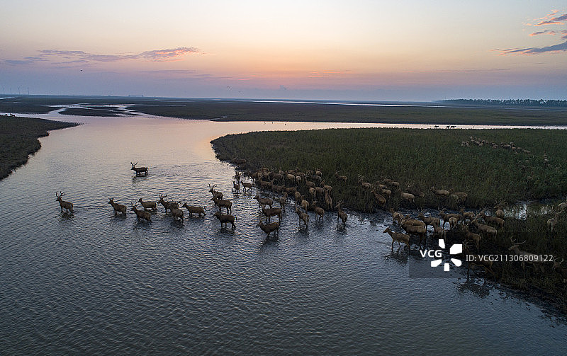 江苏省大丰麋鹿国家级自然保护区图片素材