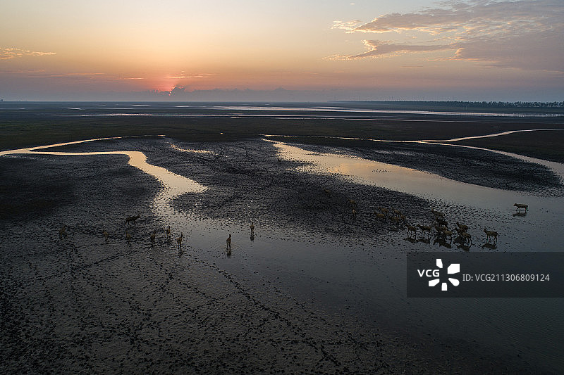 江苏省大丰麋鹿国家级自然保护区图片素材